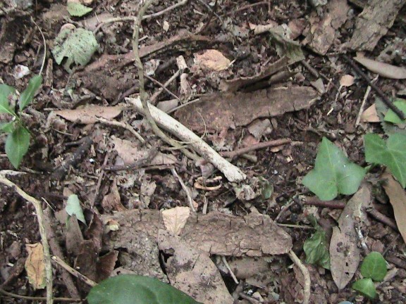 Inquietanti tracce in una villa...al centro di Roma!!!